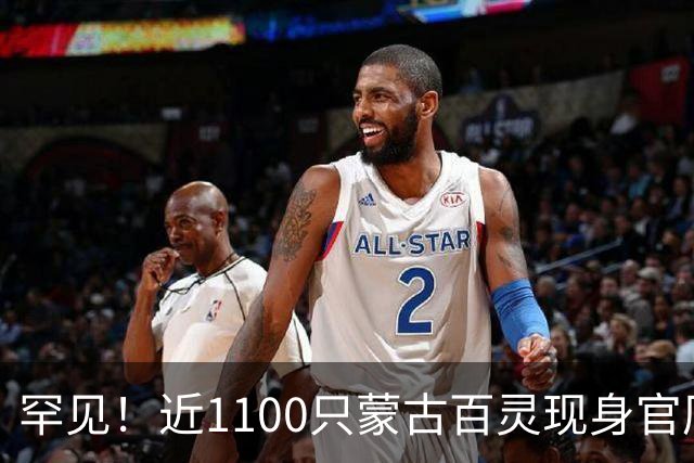 罕见！近1100只蒙古百灵现身官厅水库
